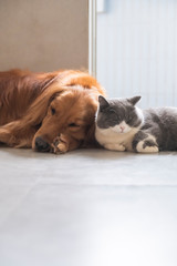 British short-haired cats and golden retriever dogs get along amicably