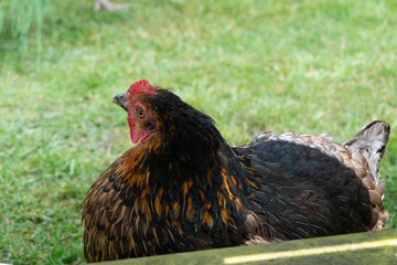 Chicken in the shade