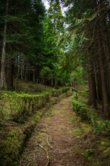 Forest in Sao Miguel, Azores, Portugal. Tall trees.