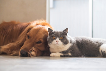 British short-haired cats and golden retriever dogs get along amicably