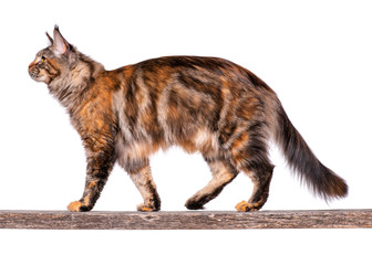 Maine Coon cat on old stick. Portrait of beautiful big adult tortoiseshell cat isolated on white...