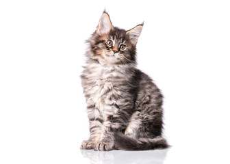 Maine Coon kitten 2 months old. Cat isolated on white background. Portrait of beautiful domestic black tabby kitty.