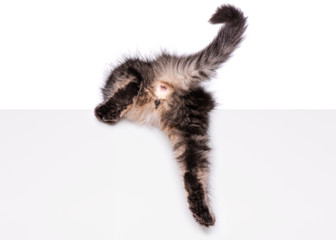 Maine Coon kitten with sign or banner. Funny pet cat showing placard with space for text. Beautiful...