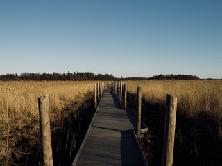 Autumn Concept: Blue sky and golden reeds