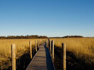 Autumn Concept: Blue sky and golden reeds