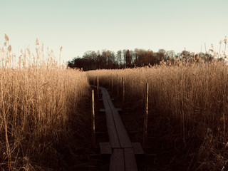 Obraz premium Autumn Concept: Blue sky and golden reeds