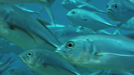 A huge school of Jacks. Big eye Trevally Jack, (Caranx sexfasciatus) Forming a polarized school, bait ball or tornado,Maldives, Indian Ocean, slow motion