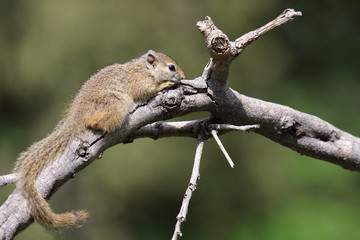 Ockerfußbuschhörnchen / Tree squirrel / Paraxerus Cepapi