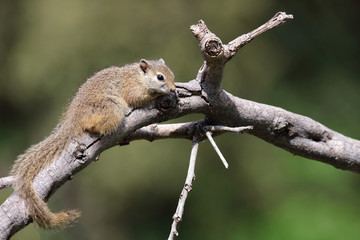 Ockerfußbuschhörnchen / Tree squirrel / Paraxerus Cepapi © Ludwig