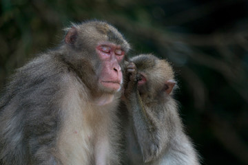 宮崎県幸島のニホンザルの親子