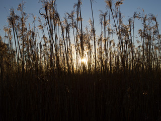 Autumn Concept: Blue sky and golden reeds