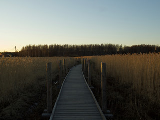 Autumn Concept: Blue sky and golden reeds