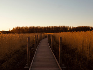 Naklejka premium Autumn Concept: Blue sky and golden reeds