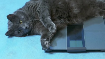 Fat lazy cat lying on glass digital bathroom scales