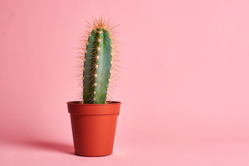 cactus in pot