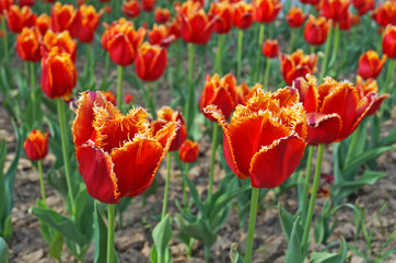 Tulips with red petals on the stems with green leaves on a glade on a summer day