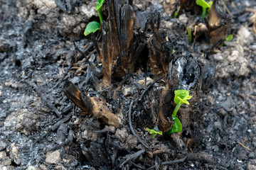 Ecology and environment tree growth in the forest area that is burned wildfire