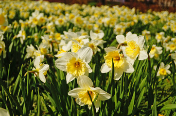 Narcissus flowers with white petals and a yellow center on a branch with green leaves in the meadow