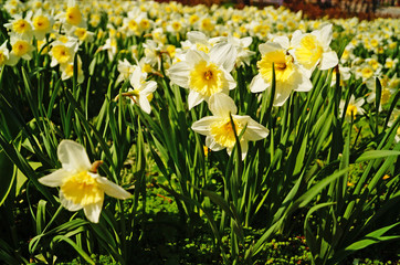 Fototapeta premium Narcissus flowers with white petals and a yellow center on a branch with green leaves in the meadow