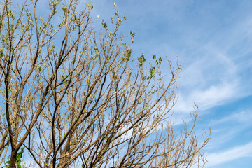 Tree branch and leaves dry in the spring