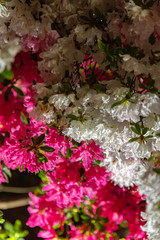 Beautiful full bloom colorful Indian Azaleas ( Rhododendron simsii ) flowers in springtime sunny day