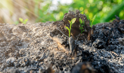 Ecology and environment tree growth in the forest area that is burned wildfire