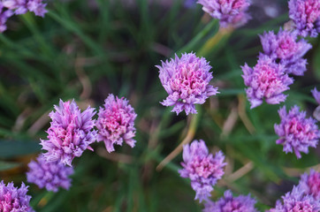 Wild flower with purple petals on a stem with green leaves on a glade on a summer day