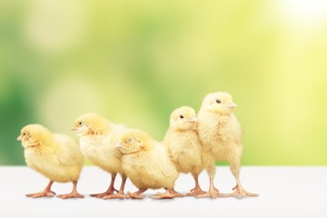 Cute little chicken in garden