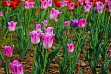 Tulip flower with white and pink delicate petals on a branch with green leaves on a sunny spring day