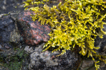Green moss on a rock close-up with shallow depth of field