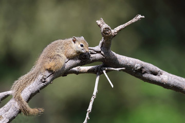 Ockerfußbuschhörnchen / Tree squirrel / Paraxerus Cepapi