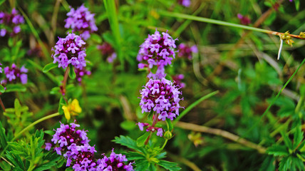 Thyme flowers with purple petals on a green meadow on a summer day