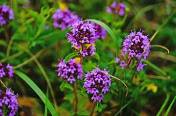 Thyme flowers with purple petals on a green meadow on a summer day
