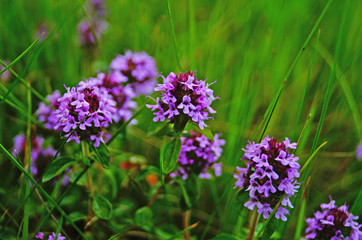 Thyme flowers with purple petals on a green meadow on a summer day