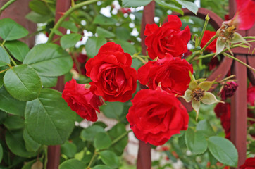 Buds and flowers of roses with red petals on a bush with green leaves