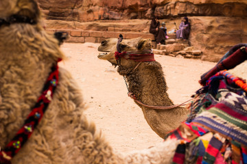 camel profile portrait desert animal photography near Petra treasure culture famous heritage...