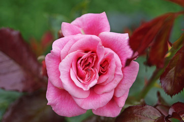 Buds and flowers of pink roses with delicate petals on a branch with green leaves