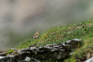 Traquet motteux juvénile
