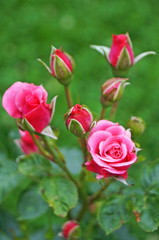 Buds and flowers of pink roses with delicate petals on a branch with green leaves