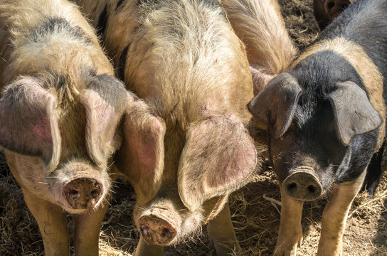 Three not so little pigs