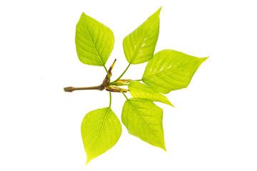 Poplar branch (Populus simonii) with young leaves isolate on a white background. Young foliage on...