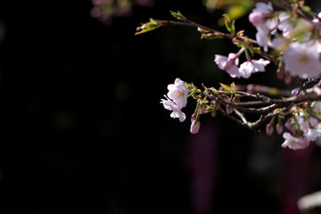 ウスズミザクラ（Usuzumi Sakura）