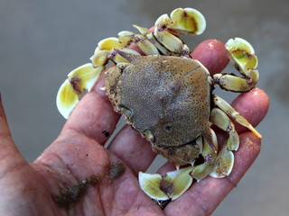 Moon crab (Matutidae, Ashtoret lunaris) on hand,  Phu Quoc Island, Vietnam