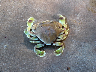 Moon crab (Matutidae, Ashtoret lunaris) on the sand in Phu Quoc Island, Vietnam