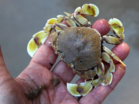 Moon crab (Matutidae, Ashtoret lunaris) on hand,  Phu Quoc Island, Vietnam