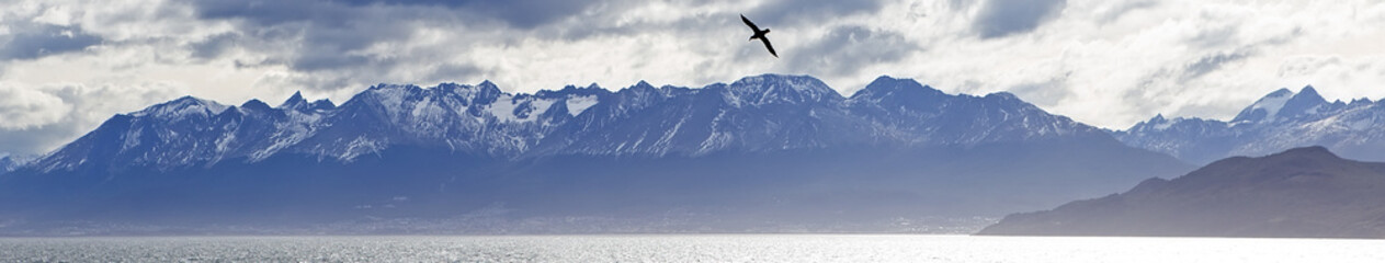 A lone albatross flying over the Beagle Channel, Patagonia - obrazy, fototapety, plakaty