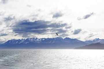 Fototapeta na wymiar Albatross flying over the Beagle Channel, Patagonia