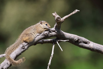 Ockerfußbuschhörnchen / Tree squirrel / Paraxerus Cepapi