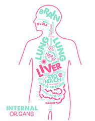 Fototapeta premium Internal Organs Typographic Artwork. Internal Organs Poster. Vector Illustration