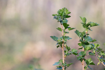 The bush in the forests of Europe Wild gooseberry (grossularia reclinata) in the spring during the flowering period. branches and flowers Wild gooseberry (grossularia reclinata), macro